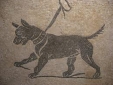 archi mosaic animal dog